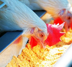 low-carbon feed for poultry